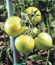  ?? MILWAUKEE JOURNAL SENTINEL FILE PHOTO ?? Save the green tomato-orange pie filling for when the last of the tomatoes are sitting green on the vines.