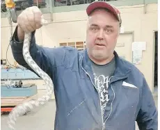  ?? CITY OF VICTORIA ?? City worker Delson Amaral holds a corn snake that was captured from a pipe underneath a Victoria street on Thursday.