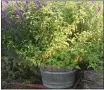  ?? PHOTO BY JOHN THOMPSON ?? John Thompson and Sara Kroeger’s Corte Madera garden welcomes bees and birds with a bird bath, salvia and lavender.