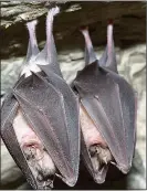  ??  ?? VIRUS LINK: Horseshoe bats