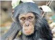  ??  ?? Dynasties: a Senegalese baby chimpanzee