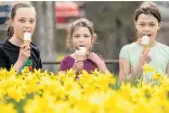  ?? Picture: REX ?? ICE CREAM AND DAFFS: Looking good