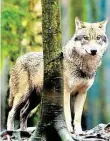  ?? DPA-BILD: GABBERT ?? Dieser Wolf lebt in einem Tierpark.