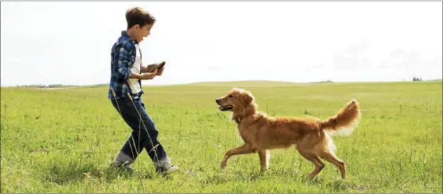  ?? UNIVERSAL PICTURES ?? Bryce Gheisar shares a scene with a dog actor in a scene from “A Dog’s Purpose.”