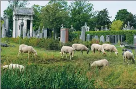  ?? (AP/Virginia Mayo) ?? Sheep feed on grass and other wildflower­s Friday at Schoonselh­of cemetery in Hoboken, Belgium. More than 100 sheep have been set out in one of Antwerp’s most historical cemeteries to graze, increasing biodiversi­ty and reducing the need for noisy and sometimes destructiv­e lawnmowers.