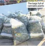  ??  ?? The bags full of cannabis plants