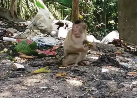  ?? COURTESY OF WRITER PIC ?? Loss of their habitat is forcing macaque monkeys to wait by the roadside for passers-by to give them food.