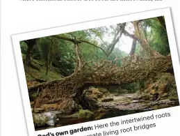  ??  ?? roots intertwine­d Here the bridges God’sowngarden: living root create trees rubber of