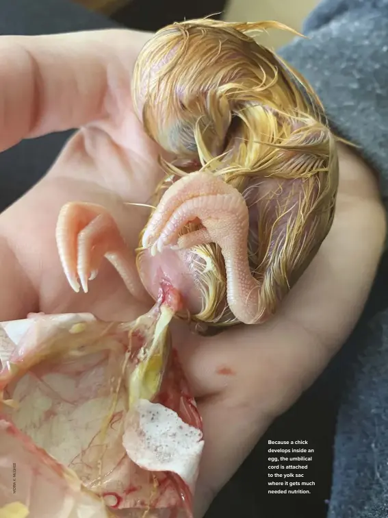  ??  ?? Because a chick develops inside an egg, the umbilical cord is attached to the yolk sac where it gets much needed nutrition.