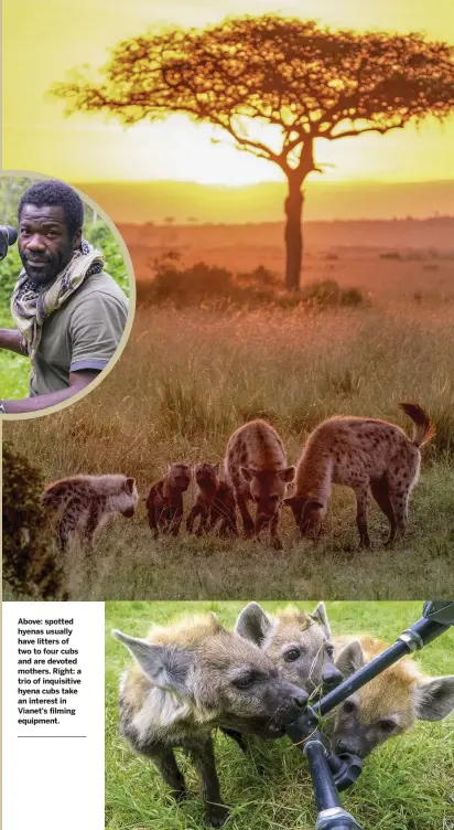  ??  ?? Above: spotted hyenas usually have litters of two to four cubs and are devoted mothers. Right: a trio of inquisitiv­e hyena cubs take an interest in Vianet's filming equipment.