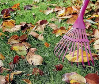  ?? 123RF ?? Raking leaves from lawns stops them damaging grass, helps clear thatch and provides a vigorous workout.