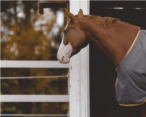  ??  ?? A sheet or blanket has the added benefit of keeping your horse clean, which keeps skin problems at bay and makes grooming before a ride much quicker.