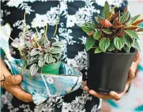  ?? ?? SUSAN AND JUAN SANCHEZ sell plants like peperomia at Frida Pickles, but the shop means more. “Just like people, all f lowers and plants are different. And we all deserve a chance to thrive. That’s always been our mission statement,” Susan said.