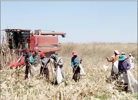  ??  ?? Harvesting takes place at Mary Ellen Farm in Bubi District recently