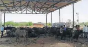  ?? HT FILE/GULAM JEELANI ?? A buffalo market at Nasirabad in Ajmer.