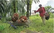  ?? (AFP) ?? A foreign worker collects palm oil fruits in Ijok, in Selangor state