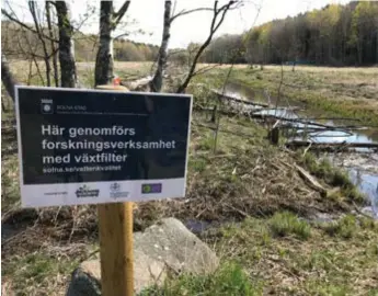  ?? FOTO: PRIVAT ?? PLANTERING. Igelbäcken ska rensas på gift genom ett nytt växtprojek­t.