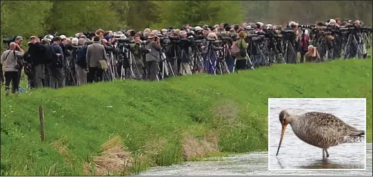  ??  ?? What’s the flap about? The Hudsonian godwit at Shapwick Heath Reserve, oblivious to the hundreds of bird watchers nearby