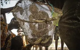  ??  ?? Men inspect a net filled with frogs that will be used by scientists working for the Carter Center to determine if they are the reason for the spread of Guinea worms in dogs, in the village of Tarakoh in Chad.