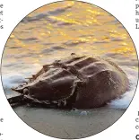  ?? RON EDMONDS/AP PHOTO ?? A horseshoe crab is bathed in the warm light of the morning sunrise on the Chesapeake Bay near Mathews, Va.