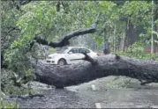  ?? ARUN SHARMA/HT ?? A tree collapsed at Madhav Scindia Marg on Friday, after a heavy rain and thundersho­wers lashed the city.