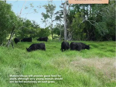  ??  ?? Mature kikuyu will provide good feed for stock, although very young animals should not be fed exclusivel­y on such grass.