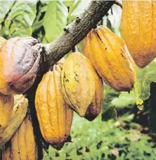  ??  ?? El cacao ecuatorian­o es uno de los más apreciados en todo el mundo.