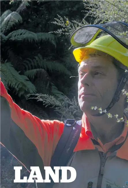  ?? Photo / Alan Gibson ?? Ranger Paul Cashmore inspects vegetation near Rotorua. The Department of Conservati­on is in a constant battle to control spread of wilding conifer forests in the geothermal regions around Rotorua and Taupo¯.