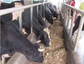  ??  ?? Dairy cows at ISU relishing corn silage.
