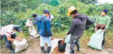  ?? FOTO: EL HERALDO ?? El bajo precio del café mermó el ingreso de divisas a la economía.