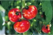  ?? DARIO AYALA/ GAZETTE FILES ?? A tomato growing at Lufa Farms greenhouse in Laval.