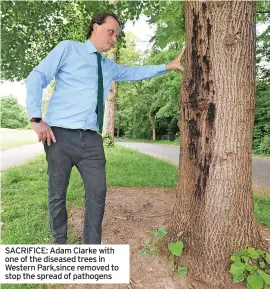  ?? ?? SACRIFICE: Adam Clarke with one of the diseased trees in Western Park,since removed to stop the spread of pathogens