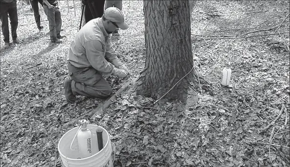  ?? OHIO DEPARTMENT OF NATURAL RESOURCES ?? A worker with the Ohio Department of Natural Resources applies pesticide to hemlock trees in the Hocking Hills to kill the invasive adelgid. Experts also are discussing the use of beetles native to the Pacific Northwest and Asia that eat only the...