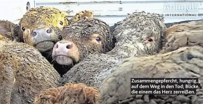  ??  ?? Zusammenge­pfercht, hungrig, auf dem Weg in den Tod; Blicke, die einem das Herz zerreißen.