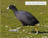  ??  ?? Coots have lobed feet