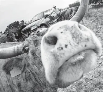  ?? Carrie J. Jensen / Staff photograph­er ?? American ranchers say their cattle are responsibl­e for just 3 percent of man-made greenhouse gases and that they’re able to provide the same beef with 36 percent fewer animals than in 1975.