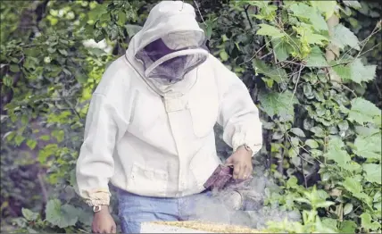  ?? Photos by Catherine Rafferty / Times Union ?? Graig Moore, beekeeper at Radix Ecological Sustainabi­lity Center, smokes a beehive in July in Albany. New York beekeepers lost more than 40 percent of their honey bee colonies between 2017 and 2018, state figures say.