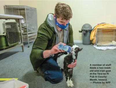  ??  ?? A member of staff feeds a two-weekold wild Irish goat at the Tara na Ri Pub in County Meath, Ireland. — Photos by AFP