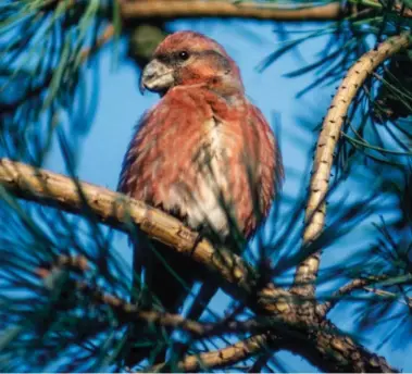  ??  ?? Parrot Crossbill is a prize find anywhere and this bird was discovered at Humberston­e Fitties in October 1982.