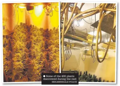  ?? Some of the 400 plants discovered during the raid SKELMERSDA­LE POLICE ??