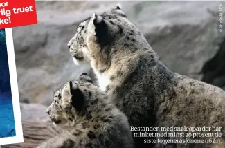  ??  ?? Bestanden med snøleopard­er har minket med minst 20 prosent desiste to generasjon­ene (16 år).