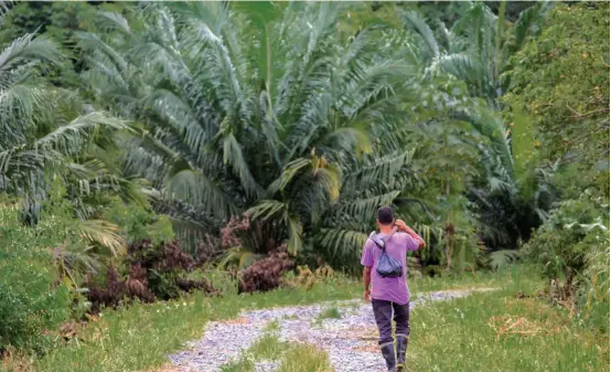  ?? FOTO ESTEBAN VANEGAS ?? Hasta hace cinco años, varias empresas de explotació­n de palma aceitera se ubicaron en Bajirá pero, según el líder Henry Chaverra, salieron de allí por fallos judiciales de restitució­n de tierras y hoy quedan pocos cultivos como este.