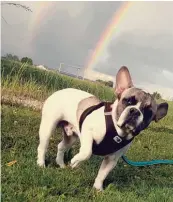  ??  ?? Charlie aus Riedheim bei Leipheim (Kreis Günzburg) genießt mit Julia Edelmann einen doppelten Regenbogen.