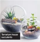  ??  ?? Terrarium house succulents