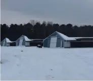  ?? (Special to The Commercial/Steven Stone) ?? More than 30 poultry houses collapsed under the snow this week in Lincoln County.