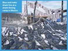 ??  ?? Blue and mako shark fins at a shark-finning camp in Mexico.