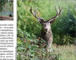  ??  ?? Stag party: the Knepp estate in Sussex has been rewilded