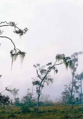  ?? FOTO: AXEL HÜTTE ?? „Cayo-1, Belize“(2007); Ditone Print, 225 mal 155 Zentimeter; Kunstsamml­ung NordrheinW­estfalen