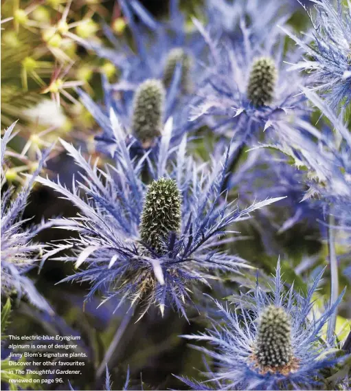  ??  ?? This electric-blue Eryngium alpinum is one of designer Jinny Blom’s signature plants. Discover her other favourites in The Thoughtful Gardener, reviewed on page 96. 95