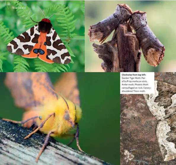  ??  ?? Clockwise from top left: Garden Tiger Moth; Pair of buff-tip moths on stick; Antler moth; Phoenix Moth camouflage­d on rock; Canaryshou­ldered Thorn moth.